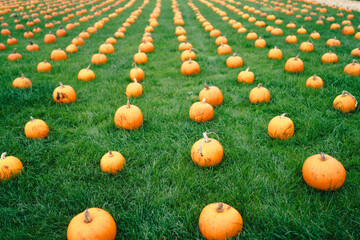 Pumpkin field, orange pumpkins, Halloween, Autumn season
