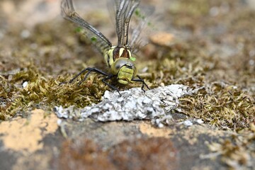 Large dragonfly close up