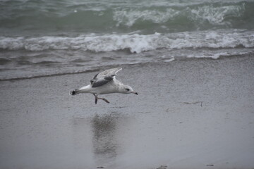 seagull on the beach