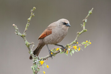 Bay winged Cowbird in Calden forest environment, La Pampa Province, Patagonia, Argentina.