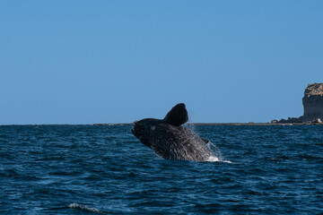 Sohutern right whale jumping, endangered species, Patagonia,Argentina