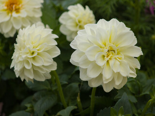 Delicate white flowers bloom in a lush garden during the warm afternoon sunlight of early summer