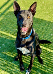 Black Belgian Malinois Mix Sitting on Grass