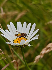 Close-up of a bee collecting pollen from a daisy in a vibrant green field during a sunny day