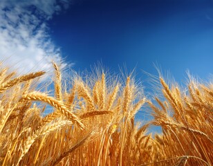 Naklejka premium golden wheat stalks against a vibrant blue sky