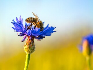 Honey bee pollinating a blue cornflower in summer sunlight. Biodiversity and pollination