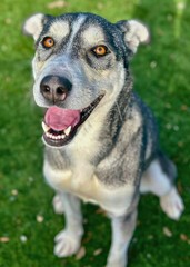 Smiling Husky Mix with Silver Coat on Grass