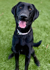 Happy Black Labrador Retriever Sitting on Grass