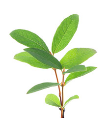 Honeysuckle twig isolated on white background. Fresh honeysuckle green leaves. Clipping path.