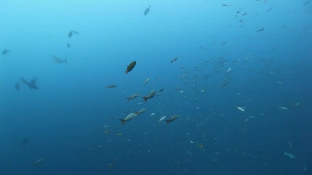 Observe a school of tuna fish glistening underwater in the marine life of the Pacific Ocean near the Galapagos Islands. Watch the game fish shoal swimming.