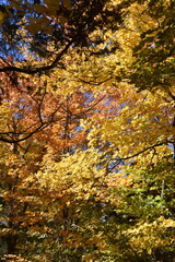autumn in the forest