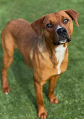 Lean Boxer Mix Dog Standing in Bright Sun