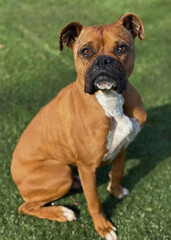 Boxer Mix Dog Sitting Calmly on Grass
