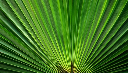 Fototapeta premium vibrant green palm leaf detail