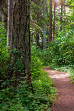 Hiking trail through a rain forest environment in the Pacific Northwest. Fir and cedar trees dominate along with sword ferns and salal in the understory make for a most pleasant spring walk.