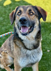 Smiling German Shepherd Mix Dog on Grass