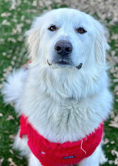 White Great Pyrenees Dog Wearing Red Harness