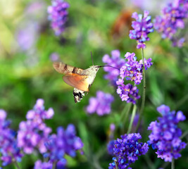 The stellate butterfly, sphinx butterfly or hummingbird sphinx