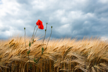 A golden wheat field under a dramatic, cloudy sky, with bright red poppies providing a striking contrast