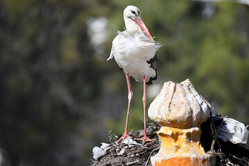White stork standing on top of a bell tower