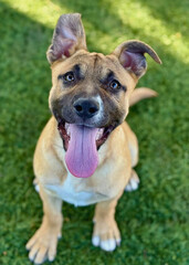 Happy Shepherd Mix Dog with Tongue Out and Floppy Ears