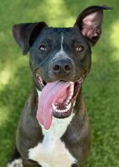Black and White Pitbull Mix with Tongue Out
