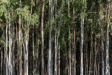 Forest planted with eucalyptus on a farm in the State of São Paulo, Brazil