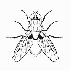 Blow Fly Species Lucilia Caesar Image vector isolated on white background.
