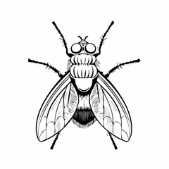 Blow Fly Species Lucilia Caesar Image vector isolated on white background.