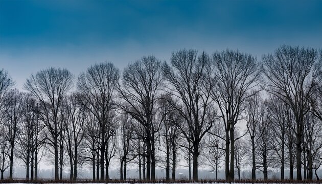 distant treeline full of bare trees in late winter
