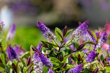 Selective focus of purple blue flowers with green leaves in the garden, Hebe is a genus of plants, Shrubby Veronica is a small evergreen, Dome-shaped shrub featuring tiny, Natural floral background.