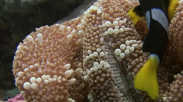 Observe anemone fish nestled amongst coral. Watch these sea creatures in their anemone home, located in the vibrant coral reef of the Maldives. A tranquil view of ocean life.