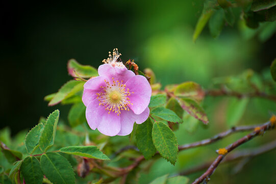 Rosa rubiginosa is a wild rose native to Europe and West Asia seen here in the Pacific Northwest. The berry is called a rose hip and has lots of seeds.can be eaten fresh or dried to use late later.