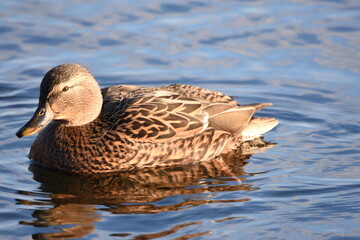 duck on the water