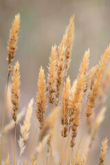 Sweet vernal-grass is a common perennial of grasslands and meadows that flowers between April and...
