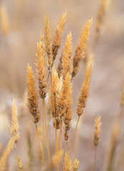 Sweet vernal-grass is a common perennial of grasslands and meadows that flowers between April and...