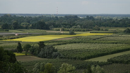 Krajobraz pól uprawnych, rośliny uprawne, drzewa owocowe © tomo81