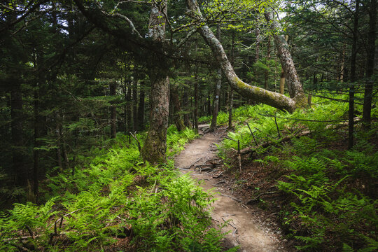 Daniel Boone Scout Trail to Calloway Peak on Grandfather Mountain, Boone, North Carolina