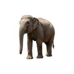 Obraz premium Realistic elephant standing in calm pose showing large ears and tusks on white background