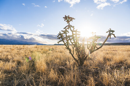 A lone cholla cactus at sunrise in BLM&rsquo;s Fort Stanton &ndash; Snowy River Cave National Conservation Area in spring.