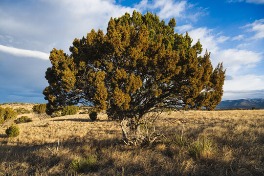 A large juniper tree in BLM&rsquo;s Fort Stanton &ndash; Snowy River Cave National Conservation Area in spring.
