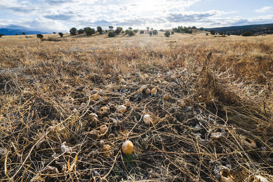 A patch of buffalo gourd covered in frost in the BLM&rsquo;s Fort Stanton &ndash; Snowy River Cave National Conservation Area in spring.