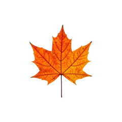 Bright orange maple leaf symbolizing autumn and seasonal change on white background