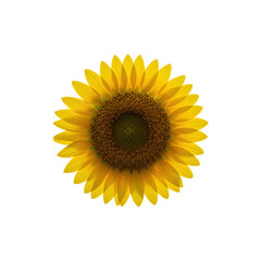 Bright yellow sunflower in full bloom, perfect for summer, cheerfulness, or vibrant floral-themed designs