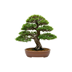 Traditional bonsai tree in ceramic pot, symbolizing balance and mindfulness, perfect for zen or nature themes
