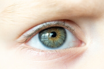 Child's Blue Green Brown Colored Eye with Window Reflections. High Detail Structural Anatomy of...