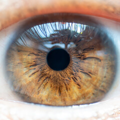 Close Up of Female Brown Colored Iris with Window Reflections. High Detail Structural Anatomy of...
