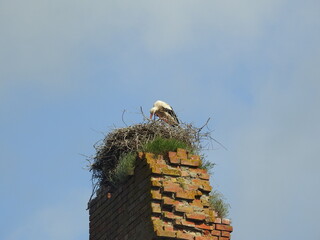 stork on nest on top of the brick ruins