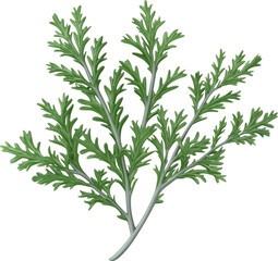 Fototapeta premium Delicate Green Sprig with Fine Feathery Foliage Isolated on White