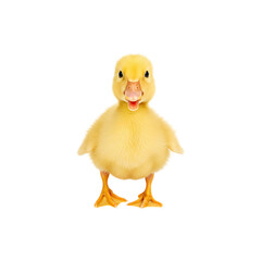 Fototapeta premium Cute yellow duckling standing upright and facing forward against a white backdrop
